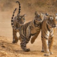 1986年，一名虎妇女2022艘船详细介绍了36岁的老虎女2022年财富