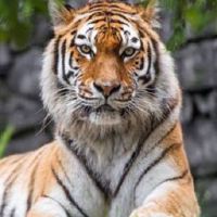 2022年度财富的老虎人，2022年老虎人如何解决太老了