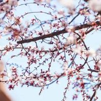 86年属虎一生转折点 最穷不过三十六