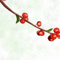 2022年本命年属虎女要注意什么 生肖虎女本命年有何讲究