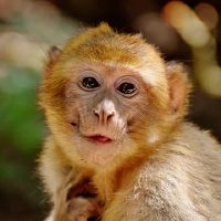 1992年如何八十二次带猴