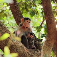 十二生肖在1992年富有吗？