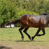 2002年，一匹马很好。