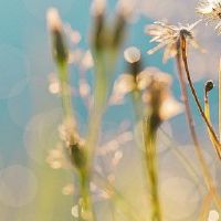 嫁给士兵的女性的八个特征是什么？