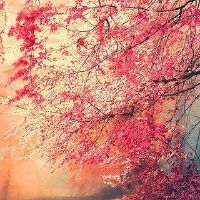 生日的生命是好的。