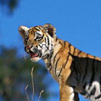 在1998年，老虎男子的婚姻在第98位，男孩结婚了。