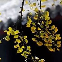 女人初几的生日旺夫 十六出生旺全家