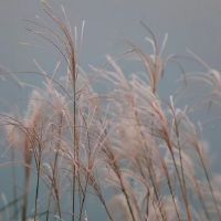 时柱有大耗是什么意思