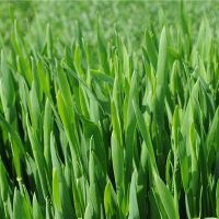 小麦幼苗的梦想