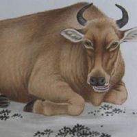 在第97次，牛的婚姻是什么时候，第97次牛婚？