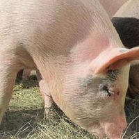 1995年，1995年猪的婚姻是猪2022年度财富。