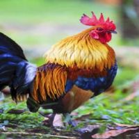 鸡肉和鸡的婚姻怎么样？