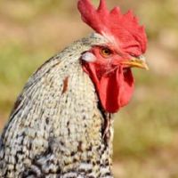 28岁的鸡肉婚姻鸡是好的