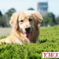 狗狗名字大全2022最新版的