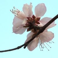 2022年本命年虎男适合佩戴什么 本命佛很适合生肖虎