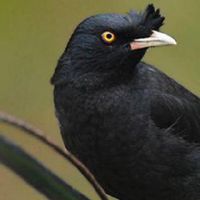 是八兄弟最大的嫉妒吗？