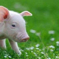 出生在黄道带猪的主要月份的人是如何？