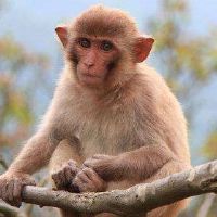 如何出生在初级月的十二生肖猴子