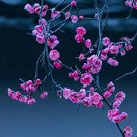 1980属猴男婚姻劫 生肖猴感情运势最佳配对属相