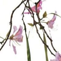 八字看夫妻谁爱谁 八字日柱为己土的女命丈夫更爱自己