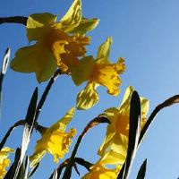 都说本命年运气不好是真的吗 本命年戴红绳开运平安