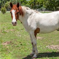 谁是适合婚姻的黄道十二生马？