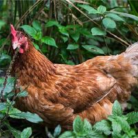 1969年出生的特征