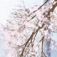 1988年属龙2022年桃花运好吗 提升自己把握住认识的异性