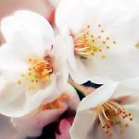 2012年属龙人一生运势 改掉陋习才能成功