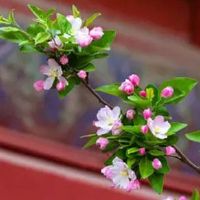 家里装修风水注意事项 摆好挂钟可助财运