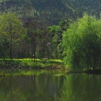 松柏是一个好运，如何改善财富