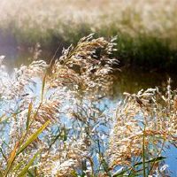 虎年女孩最好的名字王姓