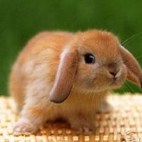 如何表达黄道带兔的情感爱情