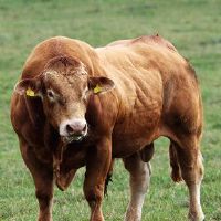 如何表达十二生肖的情感爱