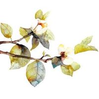 本命年见白事好不好 本命年参加白事处理办法