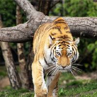 1998年黄道十二宫是一个个性