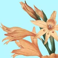 2022年虎年哪个月搬家最好 宜搬迁黄道吉日