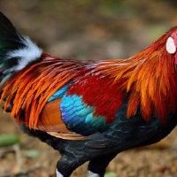 1981年，一位鸡女2022八步八岁的41岁鸡女性2022周年的详细解释