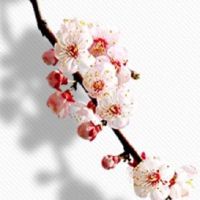 夫妻宫的对宫才是配偶的样子 夫妻宫看另一半信息