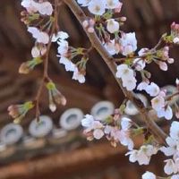 春分气候温度变化 春分节气养生知识