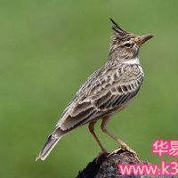 白Lingbird飞天之梦