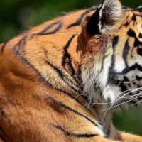 在第86届，老虎的婚姻是今年（婚姻和感情86年）