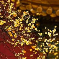 车牌号0至9的意义 易出车祸的车牌号码须注意