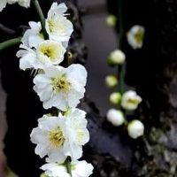 车牌号001到009哪个好 吉利车牌号码数组合集