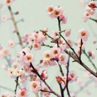 119算不算好车牌 霸气车牌豹子号码选择