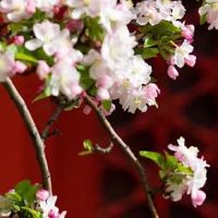 1988年属龙人五行缺什么 起名可补五行之缺