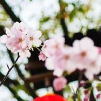 2012年属龙的男孩是什么命 财运旺盛但要学会理财