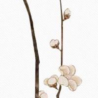 婚姻宫动了的预兆 婚姻宫和配偶宫的区别