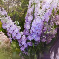 谈论乐趣，四大星座与可爱