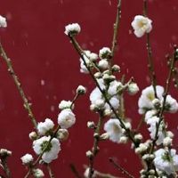 1988年属龙人2022年运势女性 对待投资保持冷静